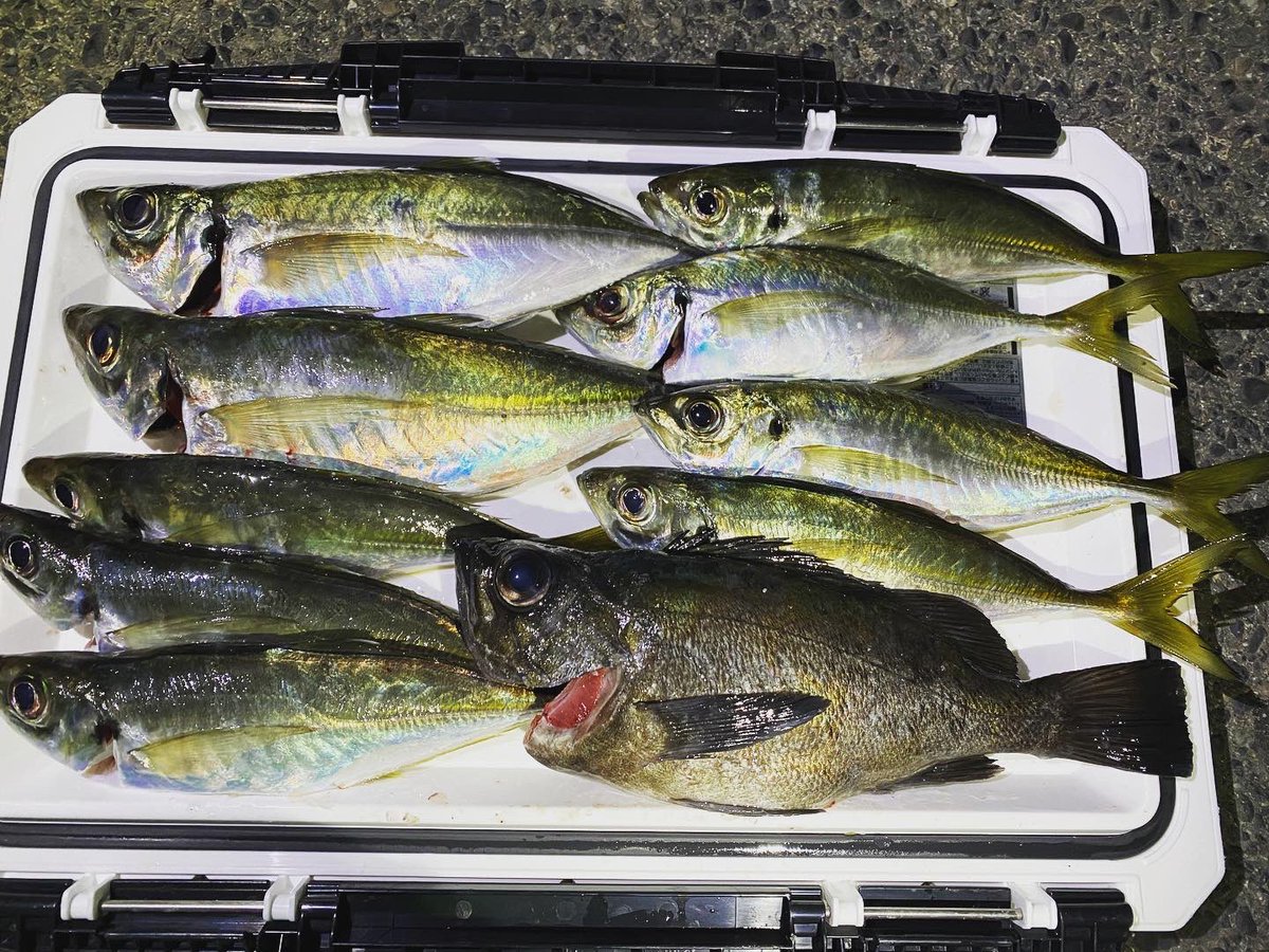 wocadaaa's tweet photo. 釣り場にメジャー忘れて死魚計測になった物の尺上×2
メバルも良型。
前回の失敗を教訓に今回はフックをいじった甲斐があった😌
#釣り #ルアー #ライトゲーム #アジング #土肥富 #レンジクロス #reins #アジアダー #月下美人 #ルビアス #リブレ #wing72 #セルテート #wing92 https://t.co/dJ55tjotZt