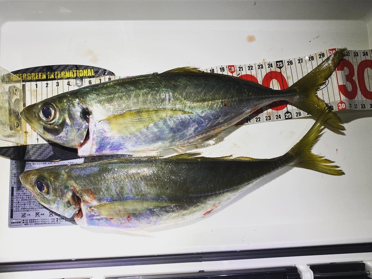 wocadaaa's tweet photo. 釣り場にメジャー忘れて死魚計測になった物の尺上×2
メバルも良型。
前回の失敗を教訓に今回はフックをいじった甲斐があった😌
#釣り #ルアー #ライトゲーム #アジング #土肥富 #レンジクロス #reins #アジアダー #月下美人 #ルビアス #リブレ #wing72 #セルテート #wing92 https://t.co/dJ55tjotZt