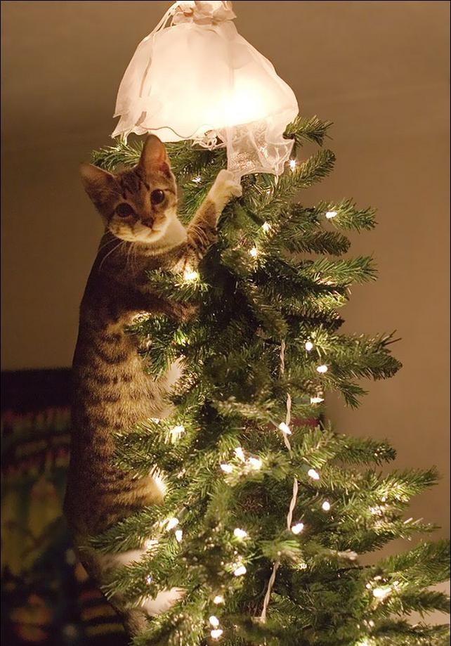 gatinhos e árvores de NatalA THREAD