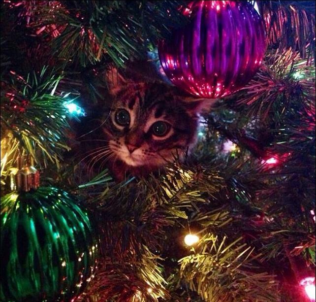 gatinhos e árvores de NatalA THREAD