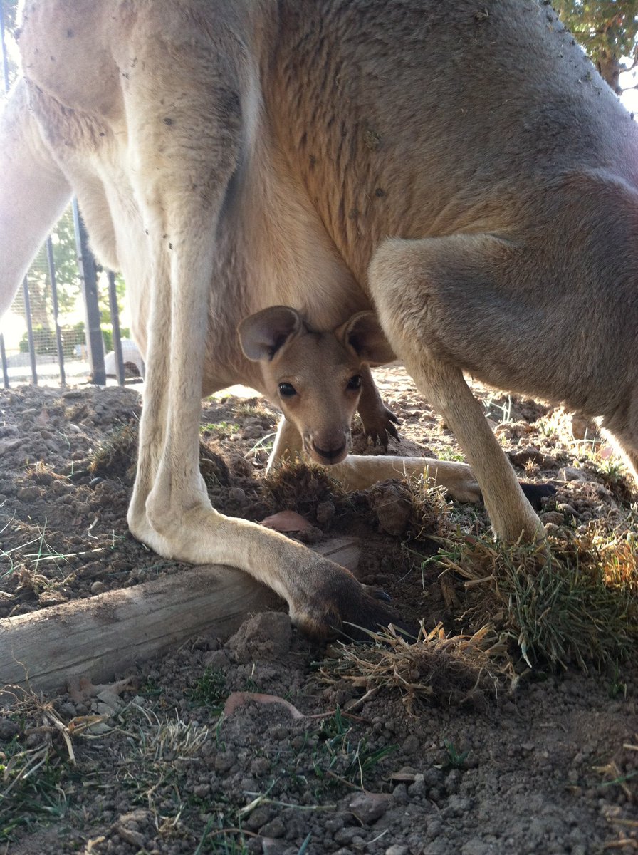 Kangaroo moms kick their more mature offspring out of the pouch eventually, both because they are heavy and because mom often has another baby coming along! 2/4