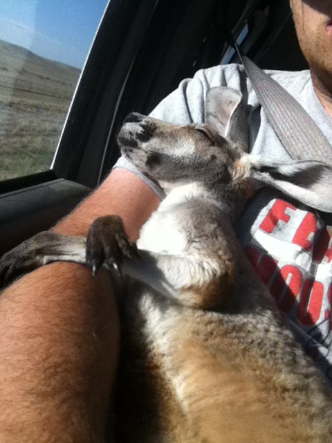 A big caveat to all these pictures: kangaroos and wallabies shouldn’t be pets. These are social animals with complex needs. The zoo I worked for had a mob/group of Roos that Cassidy was introduced back into once she was old enough, and she was raised by trained professionals. 4/4