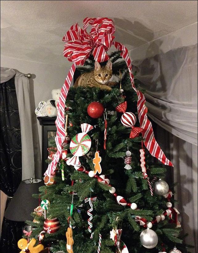 gatinhos e árvores de NatalA THREAD