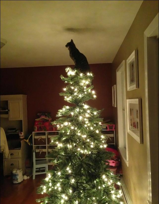 gatinhos e árvores de NatalA THREAD