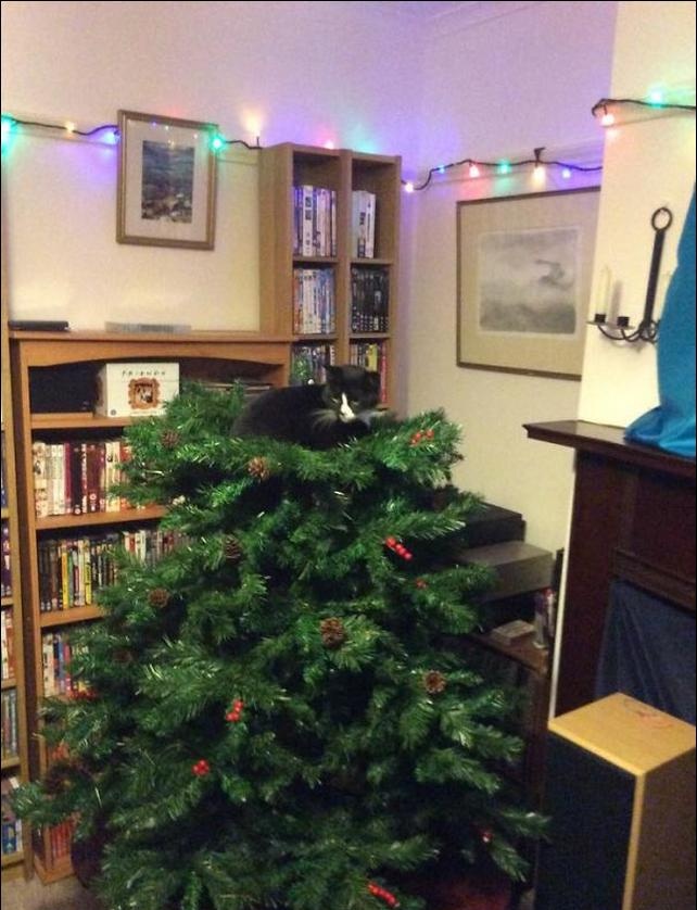 gatinhos e árvores de NatalA THREAD