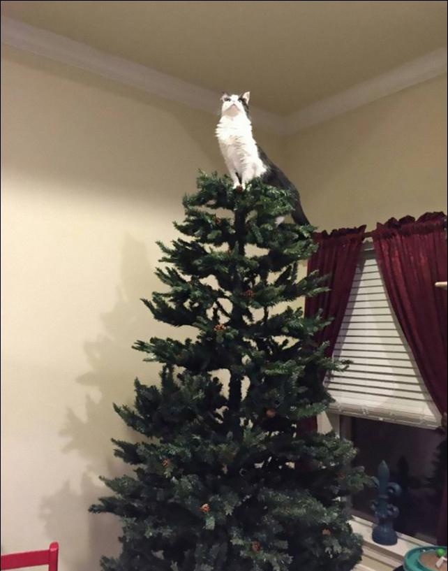 gatinhos e árvores de NatalA THREAD