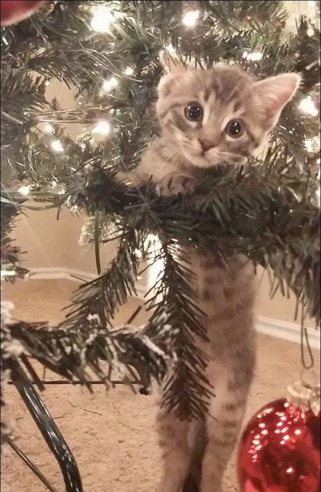 gatinhos e árvores de NatalA THREAD