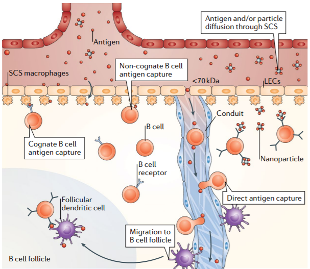 Looking forward to the #immunoengineering session today <a href="/WBC2020/">World Biomaterials Congress & Community</a>? Check out the Review by Susan Thomas and colleagues <a href="/GeorgiaTech/">Georgia Tech</a> on material design for lymph node drug delivery #5yearsNatRevMater #WBC2020 rdcu.be/cbERJ