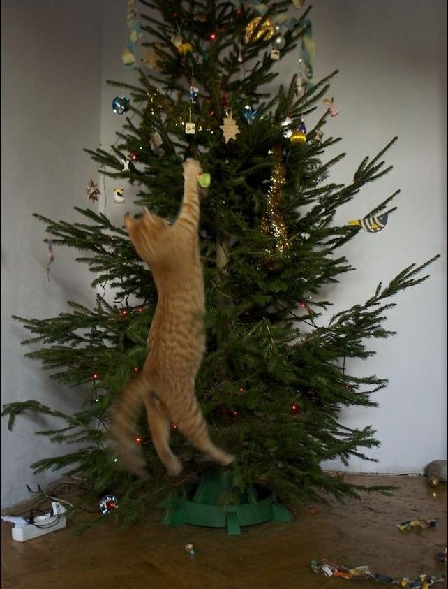 gatinhos e árvores de NatalA THREAD