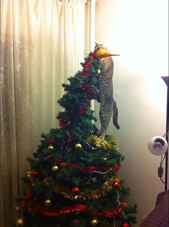 gatinhos e árvores de NatalA THREAD