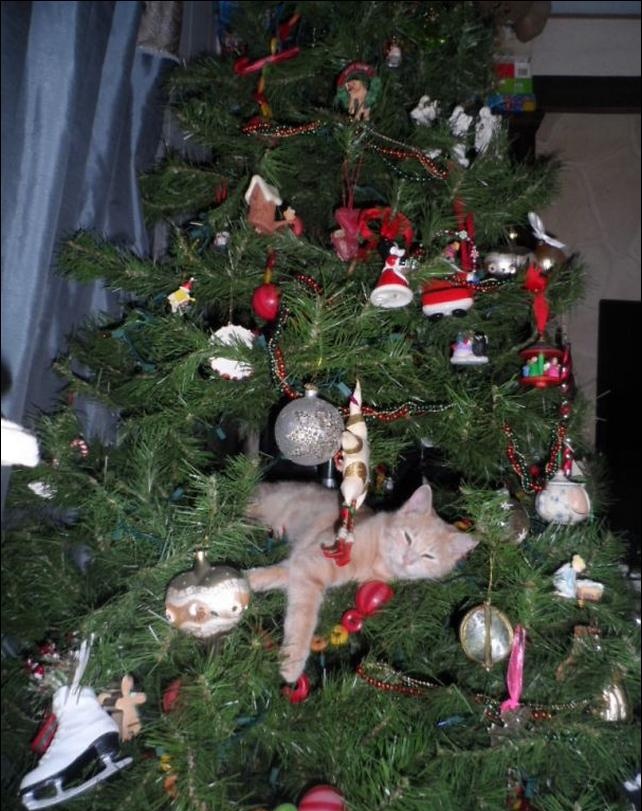 gatinhos e árvores de NatalA THREAD