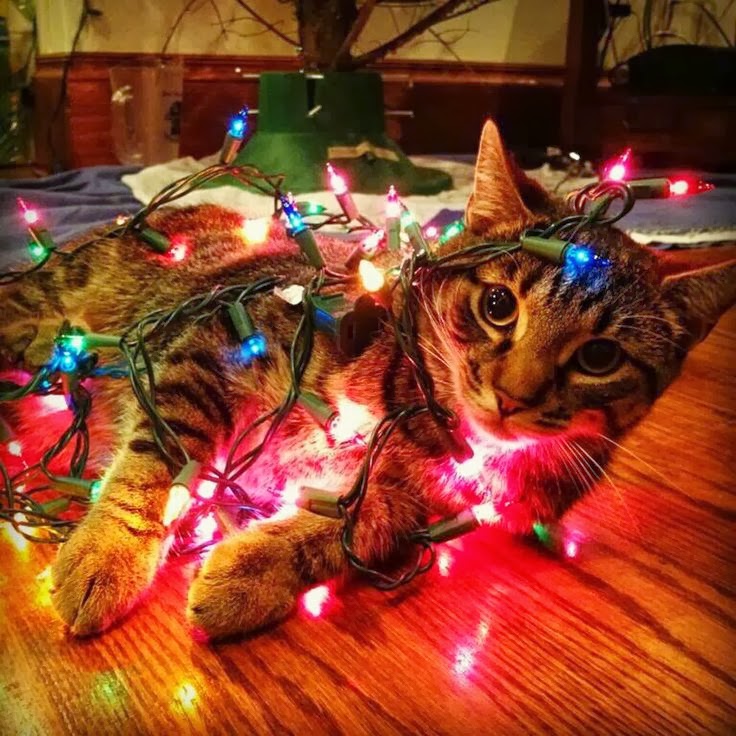 gatinhos e árvores de NatalA THREAD