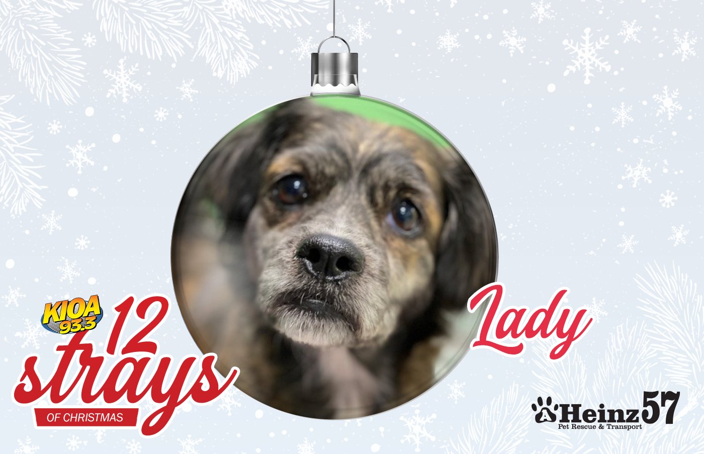 AHeinz57 Pet Rescue AHeinz57 X