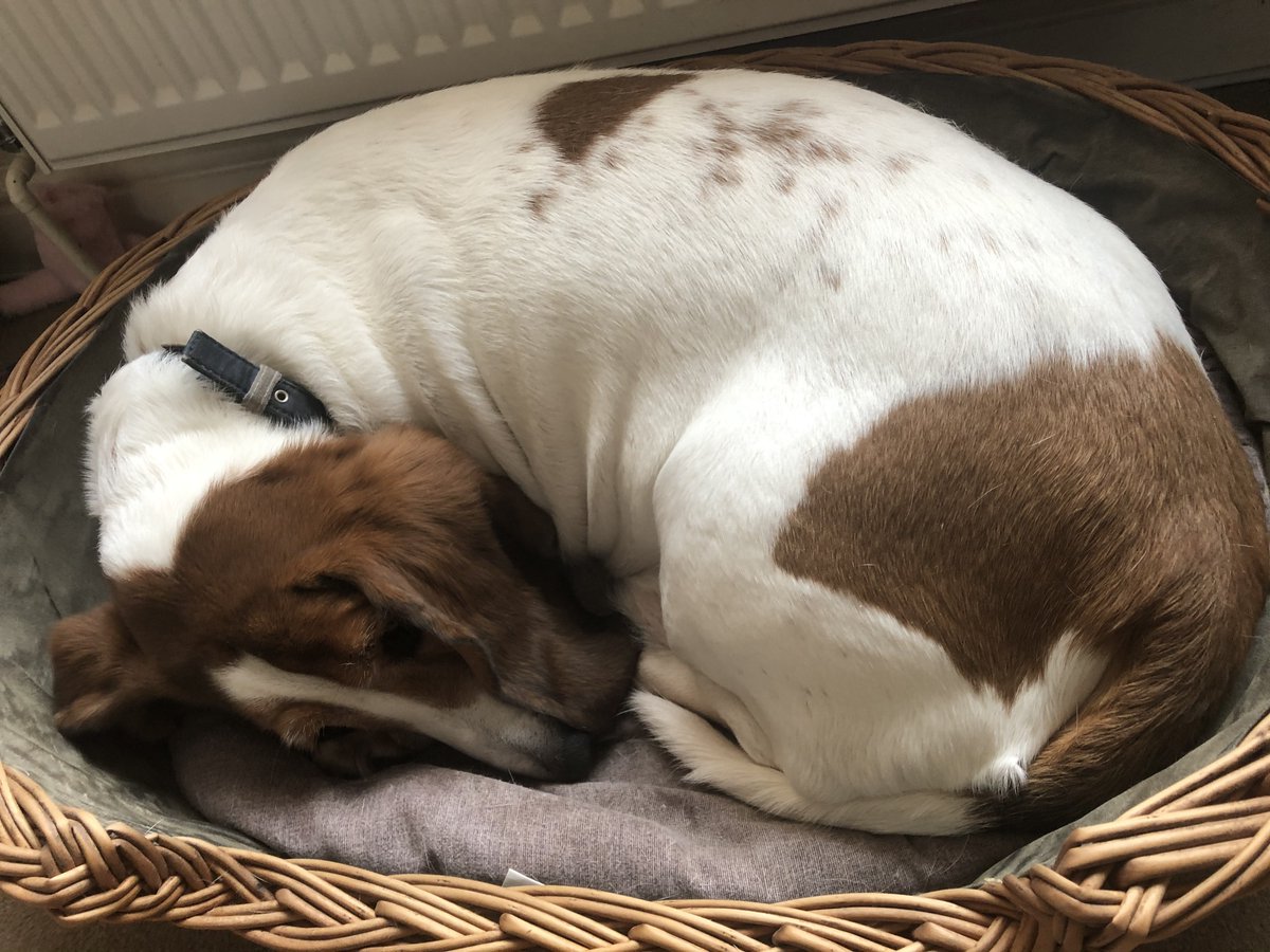 7 Zoom Meetings today and he must have barked during every one of them - The joys of working from home!! 🐶