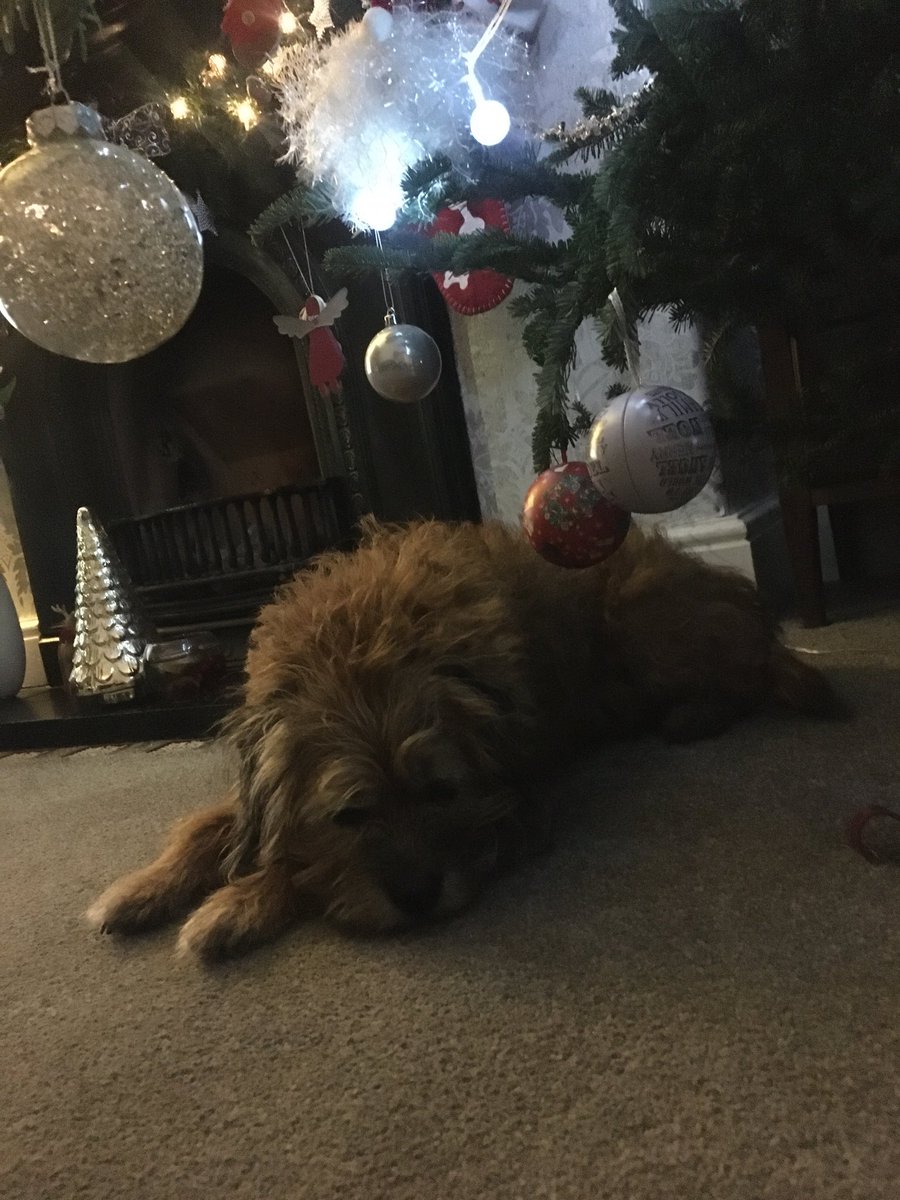 TedtheBorder13's tweet photo. Waiting for Santa Paws 🐾🎄🎅🏻 https://t.co/MNUDAXnAp0