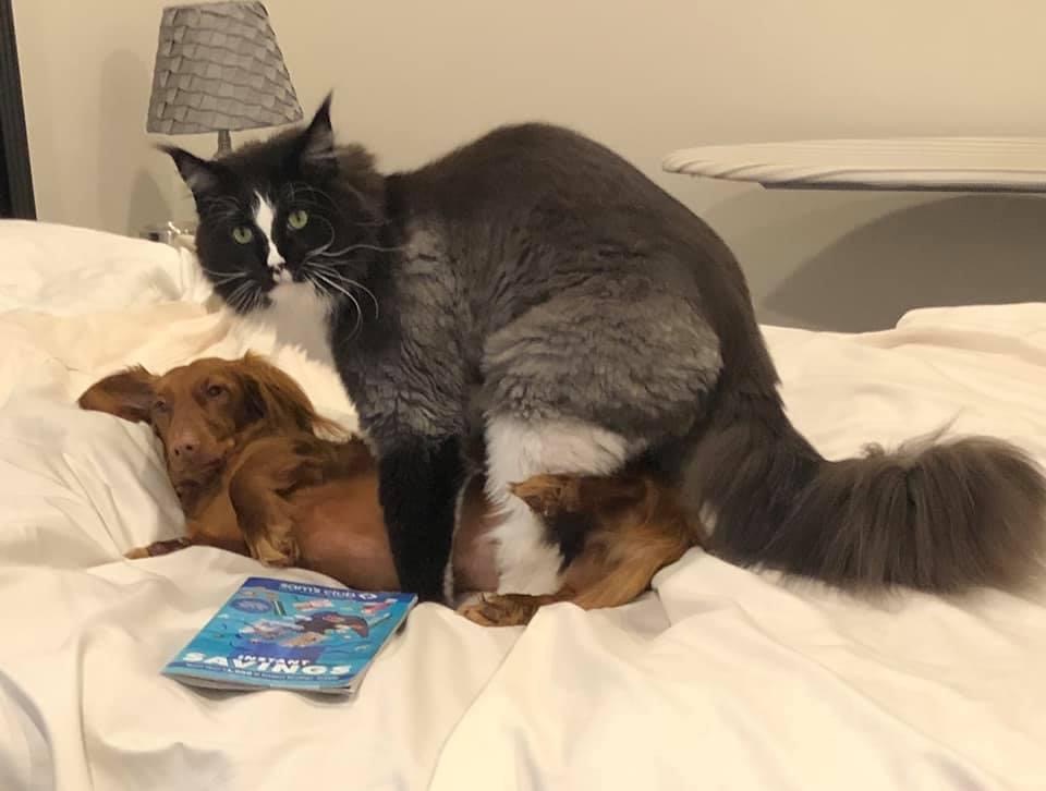 My friend walked in on this... #boyswillbeboys #catdoglove #dogcat love #consentingadults #LGBTQIAparadeforpets
