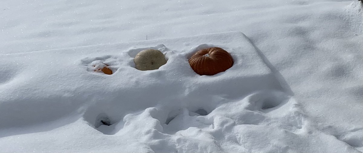 jamesclevenger's tweet photo. The winter pumpkins I planted have really taken off! #gardening garden  #askagardener #winterpumpkins https://t.co/hHUGQpKD2u