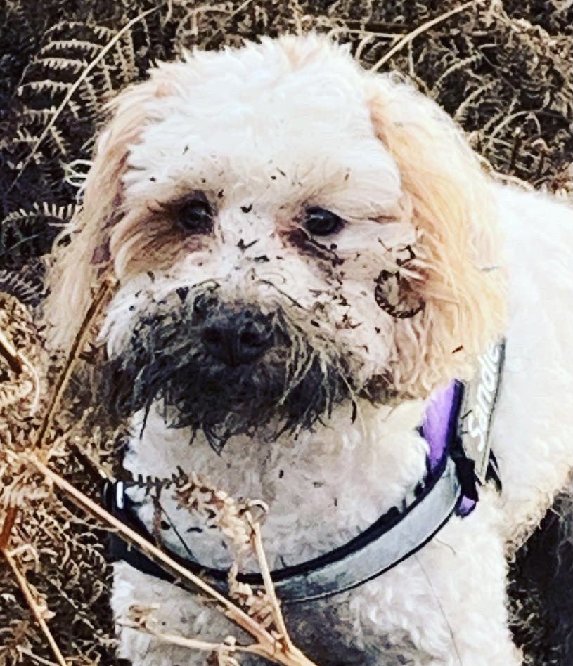 LouiseProsser28's tweet image. Oh dear. #bathtime #diggingdog #muddypaws #muddywalks