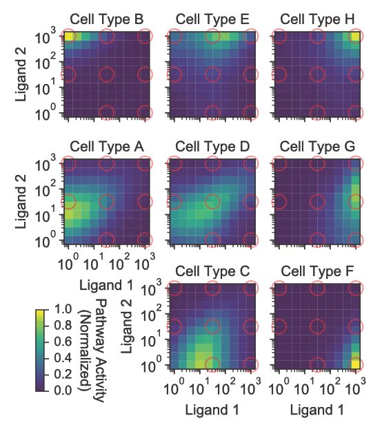 Function: Ligand combos are message “addressing” systems that can selectively activate different cell type(s) based on receptor expression. Outperforms 1-1 signaling arch. Works b/c ligand-receptor interactions “compute” complex responses.(Theory paper) biorxiv.org/content/10.110…