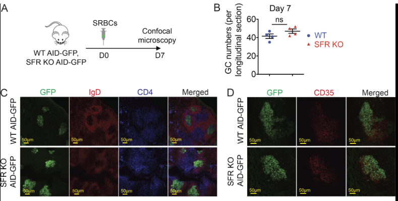 mmw_lmw's tweet photo. #Humoral_Immunity | SLAM family receptors control pro-survival effectors in germinal center B cells | André Veillette @ircm_mtl @JExpMed https://t.co/NVqSs2gaWw https://t.co/hhK8pHjVwN