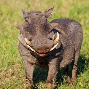 The cast of The Lion King as wild animals: a thread