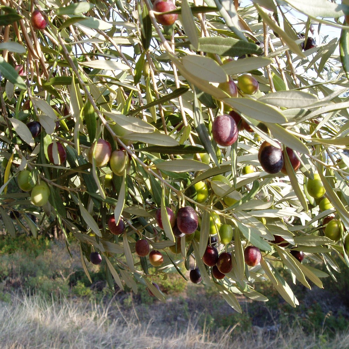 "Study Suggests Olive Oil Helps Prevent Arterial Disease, Pomace Oil Might Worsen It"

ow.ly/mr3B50C2D05