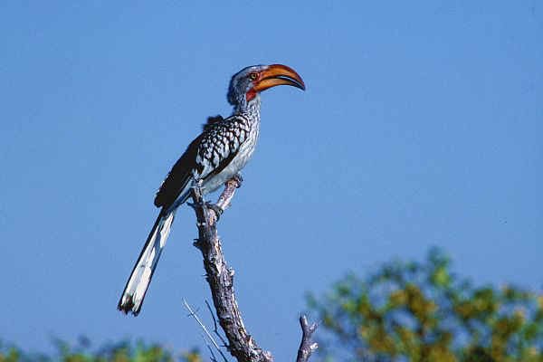 The cast of The Lion King as wild animals: a thread