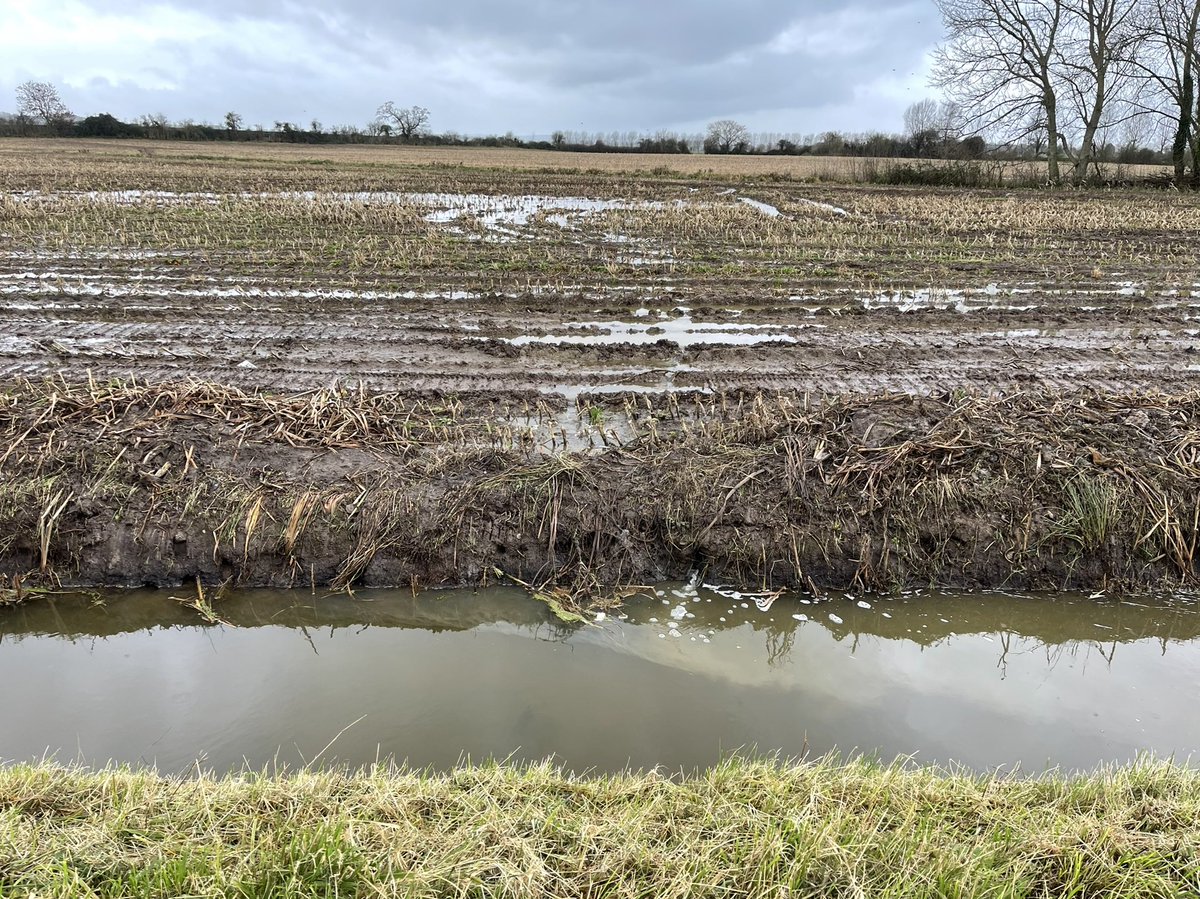 Uncultivated buffer strips and a cover crop would be great for this field, and for fish and the protected wetland downstream. #SomersetLevels