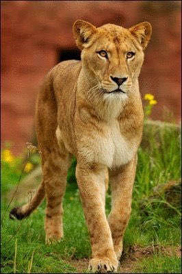 The cast of The Lion King as wild animals: a thread