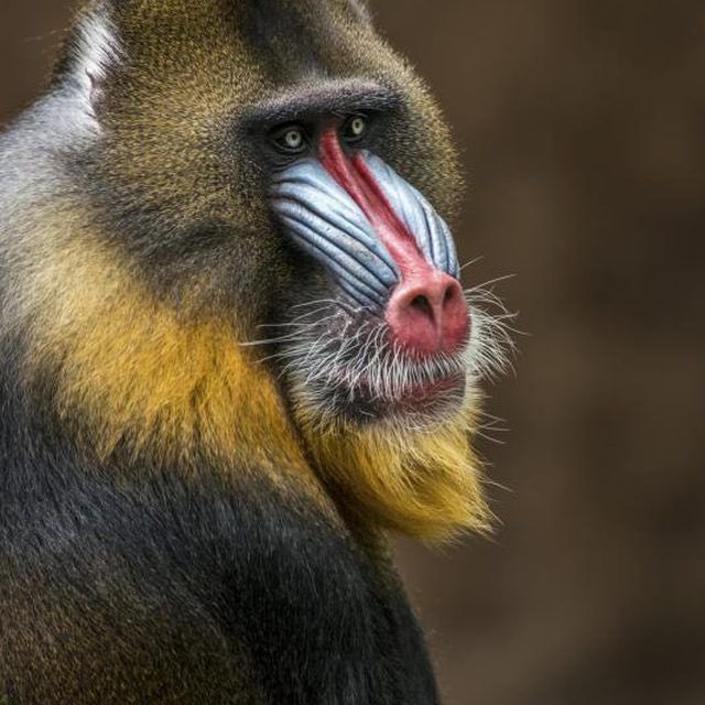 The cast of The Lion King as wild animals: a thread