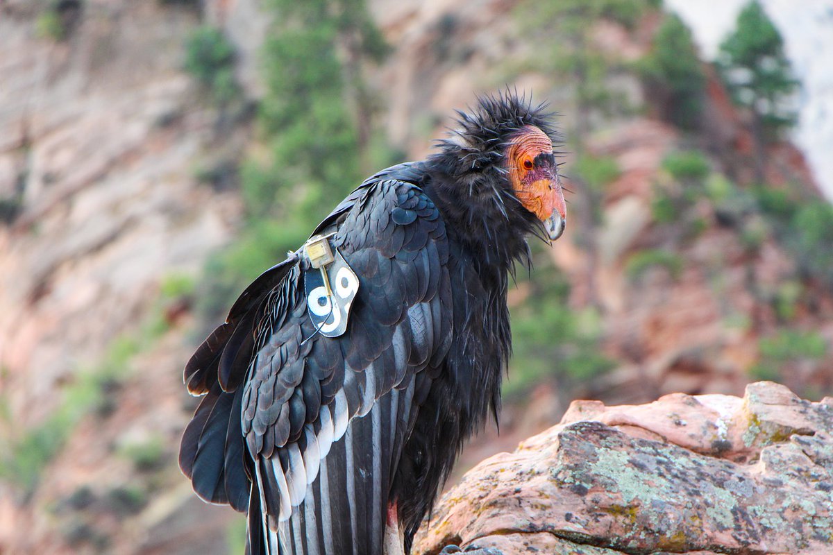 OceanscapeNet's tweet photo. Severe Wildfires Are Devastating the California Condor: This year’s aggressive fire season wiped out a record number of the endangered birds, as well as a facility wildlife biologists use to track and care for them. https://t.co/fzF9CyUDYW https://t.co/4iIaIzQIT7