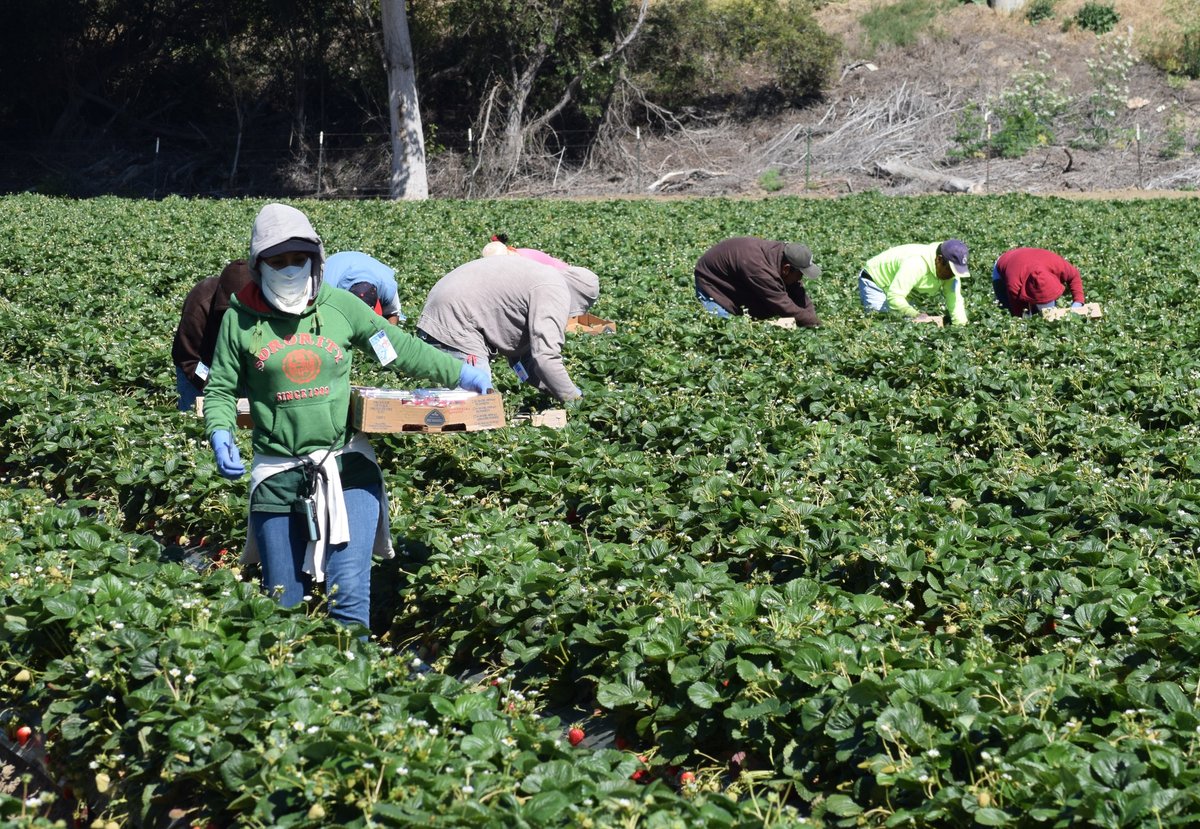 CAAA365's tweet photo. As if the backbreaking work performed by farmworkers isn’t already detrimental to their health, a new study shows the devastating impact COVID-19 is having on their communities. More in this week's #WorkCompBriefing: https://t.co/9HeDysBRdN #ProtectInjuredWorkers #ProtectWorkers https://t.co/kKW0lmiAtf