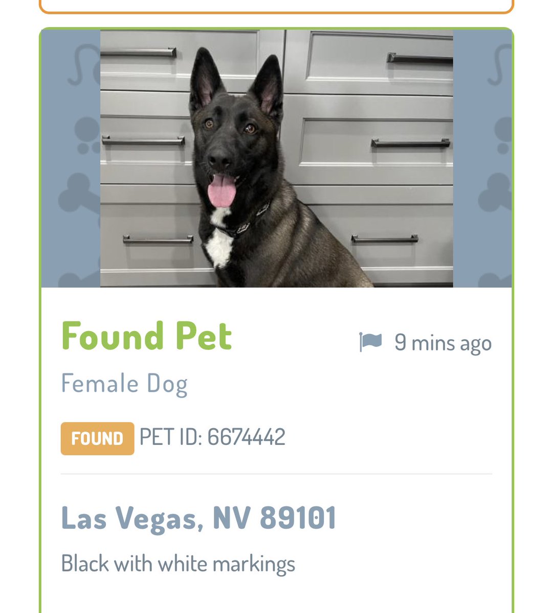 donnas6489's tweet photo. Looking for owner. 🐶❤️ https://t.co/T9A7hQF8Cp