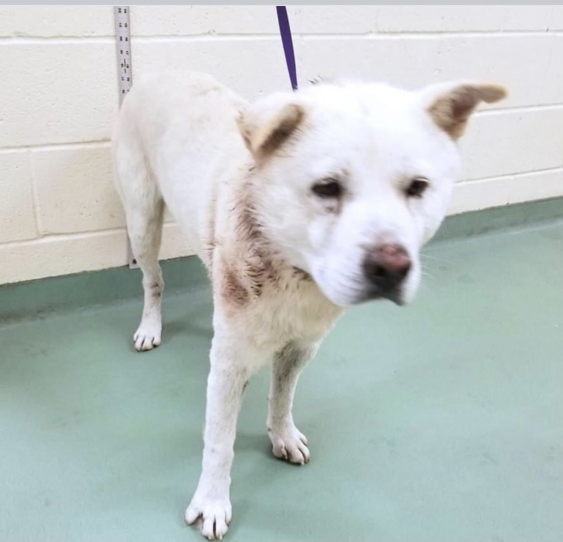 reddogsusie's tweet photo. #TN #MEMPHIS
🆘🆘SPECIAL PLEA Trevor 5yo hw+ FOUND SURVIVING ON THE STREETS AFTER BEING ATTACKED BY A DOG-Trapped by ACO & brought to shelter. Such a handsome fella who needs treatment for wounds & #RESCUE #GOSTER #PLEDGES #MASA2088
https://t.co/NOpVkNrVga https://t.co/N5vrGBfD4w