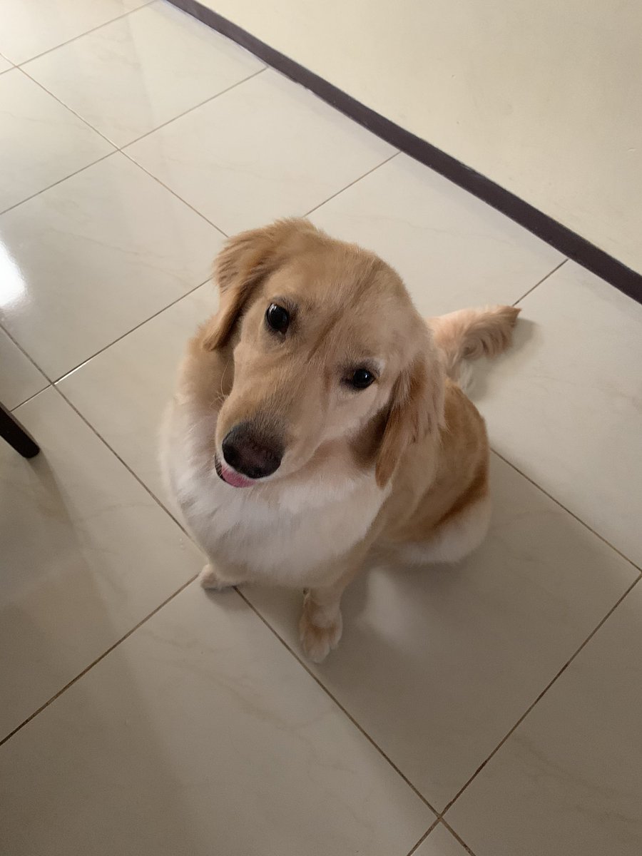 _CarlosXavier98's tweet photo. #EnCasaConMiMascota 🐶🦮❤️ https://t.co/GD91MDSMzJ