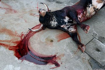 PETAUK's tweet photo. Their suffering and deaths are being televised as ENTERTAINMENT.

Help them: https://t.co/T3zGJV1LVd https://t.co/QuTzclCOo5