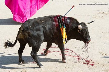 PETAUK's tweet photo. Their suffering and deaths are being televised as ENTERTAINMENT.

Help them: https://t.co/T3zGJV1LVd https://t.co/QuTzclCOo5