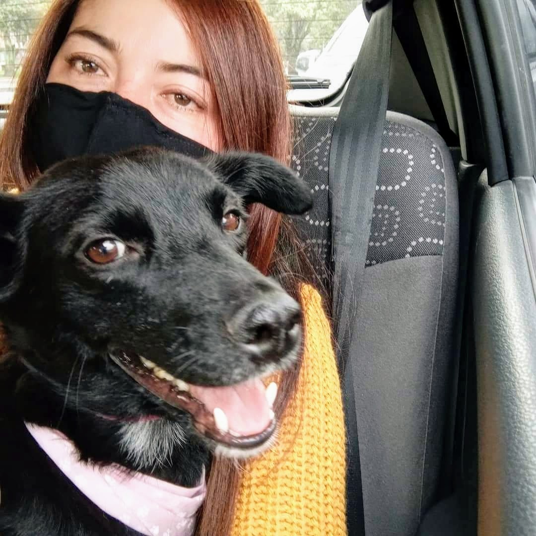 DiaAnimales's tweet photo. 🐾🆘DIFUNDIR🆘 - @Bogota / De #RamonaPets nos reportan a #Chiquinquira 🐶, #Cachorra extraviada por el sector rincón de la localidad de #Suba. Si la ven, por favor acogerla y dar aviso al 📞3138970593📱🐕.
RT @ALCALDIASUBA11, @PoliciaBogota, @MONYRODRIGUEZOF, @juliherrerap 🙏🐾 https://t.co/U3akeKpUpM