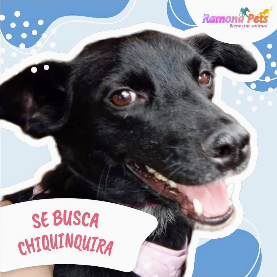 DiaAnimales's tweet photo. 🐾🆘DIFUNDIR🆘 - @Bogota / De #RamonaPets nos reportan a #Chiquinquira 🐶, #Cachorra extraviada por el sector rincón de la localidad de #Suba. Si la ven, por favor acogerla y dar aviso al 📞3138970593📱🐕.
RT @ALCALDIASUBA11, @PoliciaBogota, @MONYRODRIGUEZOF, @juliherrerap 🙏🐾 https://t.co/U3akeKpUpM