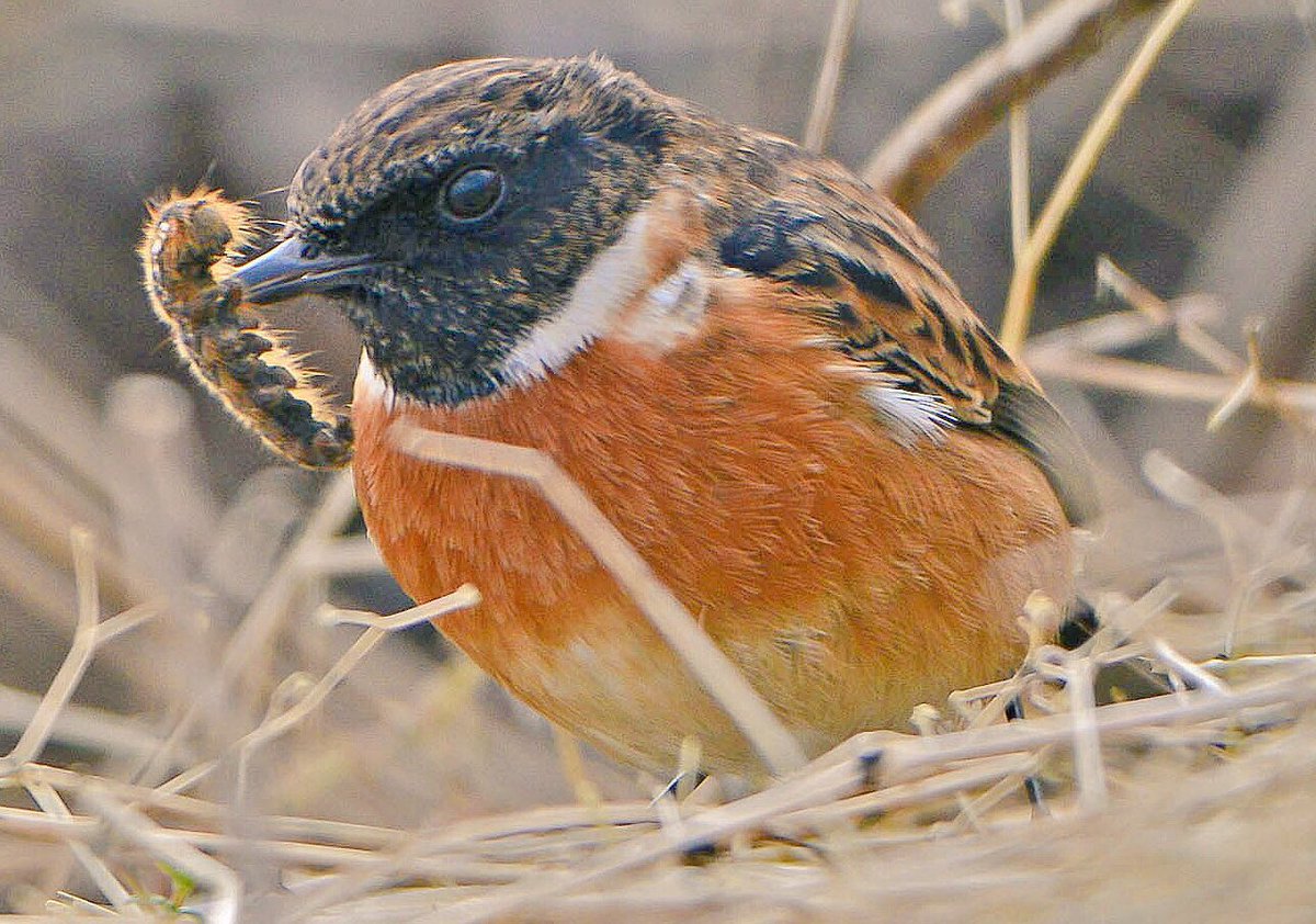 GerhardKornelis's tweet photo. Sommige #roodborsttapuiten nemen het risico en overwinteren βhierβ. Wat ze eten? O.a. #rupsen #Lauwersmeer. https://t.co/6UKJRkRKyr