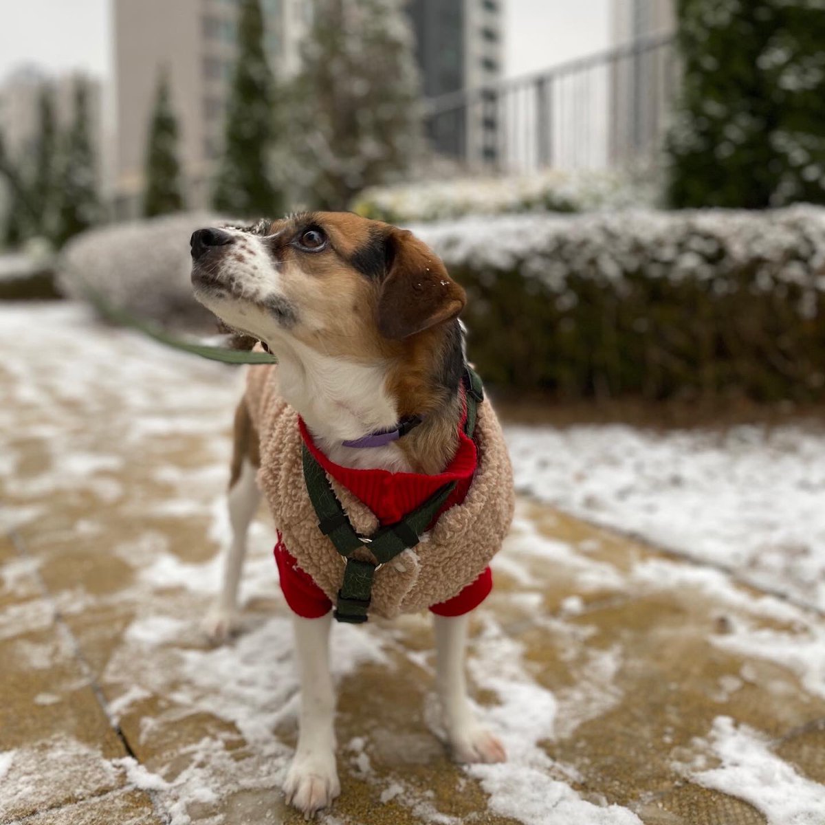 눈이 좋은 뽀🤍
이마에 눈 쌓인 거ㅋㅋㅋㅋㅋㅋㅋㅋㅋ

#사지말고입양하세요 #가족찾는중 #평생가족구해요 #임보중