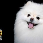 Photo by National Dog Portrait Awards (@NDPA2020)