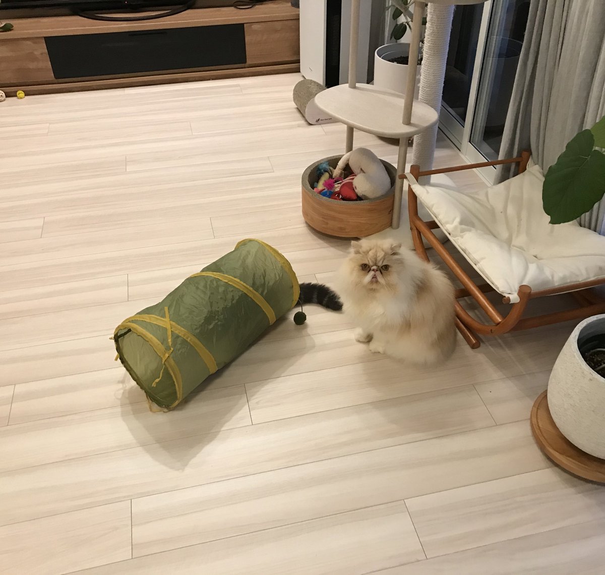 shigeyumomo's tweet photo. momotaro&amp;shishimaru『We are cat tunnel cats！  =  キャットトンネル猫だよ！』

#cattunnel #3coins #palgroup #cat #catstagram #catphoto #catpic #catlife #dailycat #exoticshorthaircat #persiancat #キャットトンネル #スリーコインズ #猫 #ねこ #エキゾチックショートヘア #ペルシャ猫 https://t.co/4DCinawhDH