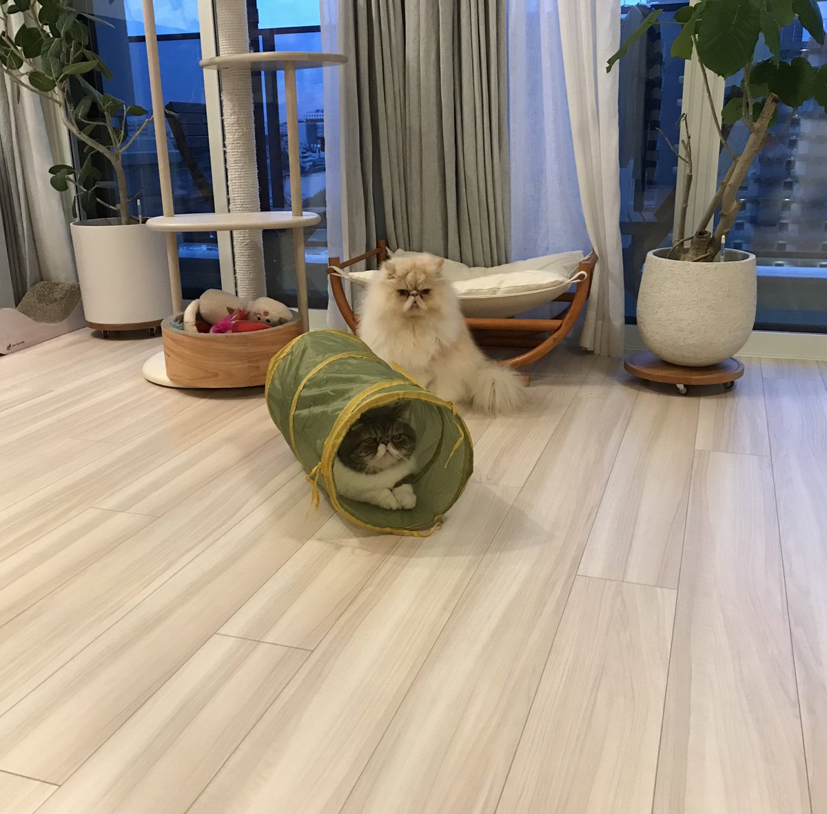 shigeyumomo's tweet photo. momotaro&amp;shishimaru『We are cat tunnel cats！  =  キャットトンネル猫だよ！』

#cattunnel #3coins #palgroup #cat #catstagram #catphoto #catpic #catlife #dailycat #exoticshorthaircat #persiancat #キャットトンネル #スリーコインズ #猫 #ねこ #エキゾチックショートヘア #ペルシャ猫 https://t.co/4DCinawhDH