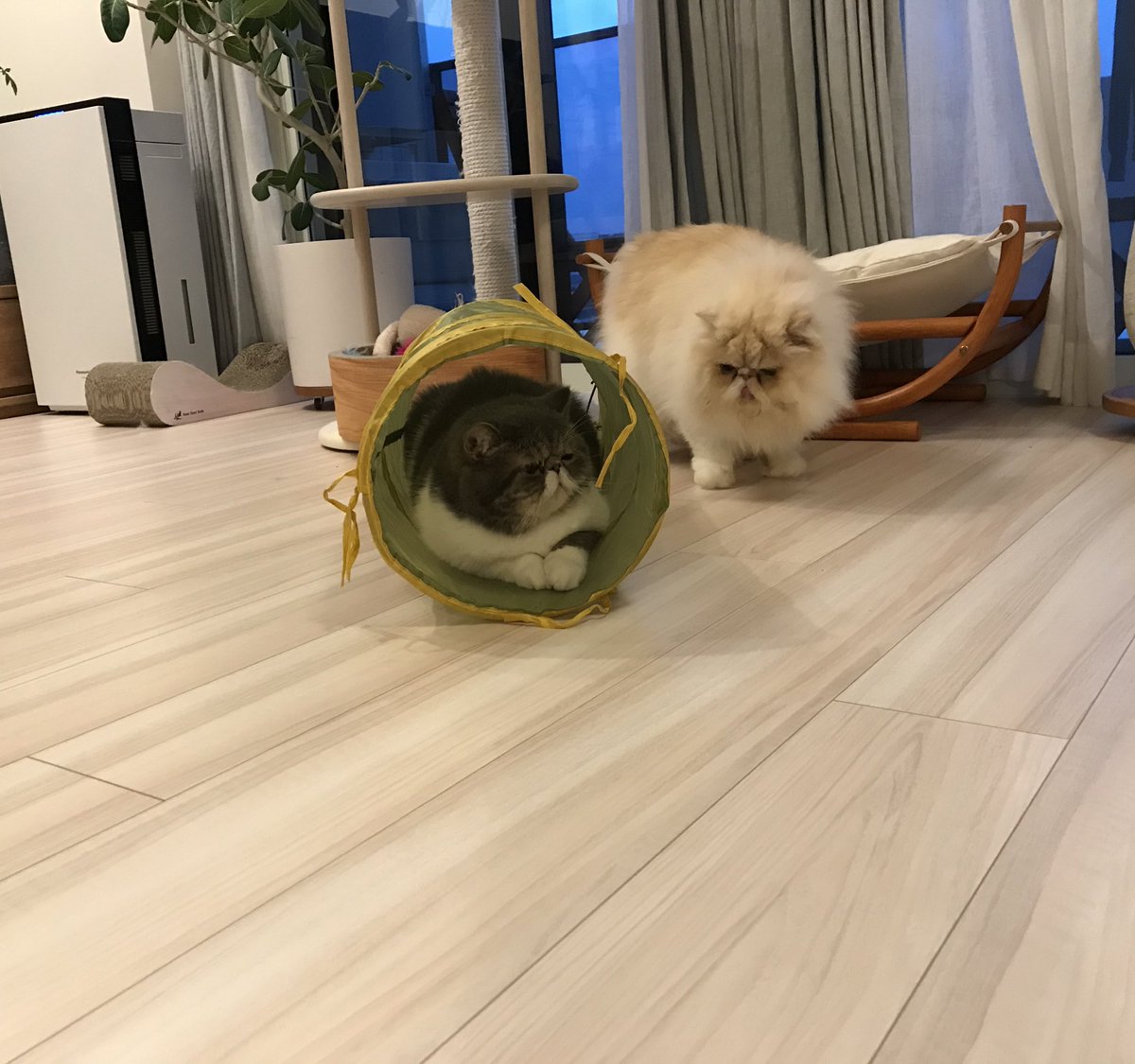 shigeyumomo's tweet photo. momotaro&amp;shishimaru『We are cat tunnel cats！  =  キャットトンネル猫だよ！』

#cattunnel #3coins #palgroup #cat #catstagram #catphoto #catpic #catlife #dailycat #exoticshorthaircat #persiancat #キャットトンネル #スリーコインズ #猫 #ねこ #エキゾチックショートヘア #ペルシャ猫 https://t.co/4DCinawhDH