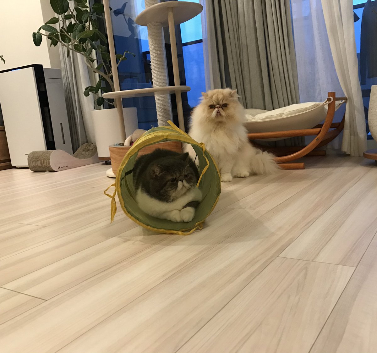shigeyumomo's tweet photo. momotaro&amp;shishimaru『We are cat tunnel cats！  =  キャットトンネル猫だよ！』

#cattunnel #3coins #palgroup #cat #catstagram #catphoto #catpic #catlife #dailycat #exoticshorthaircat #persiancat #キャットトンネル #スリーコインズ #猫 #ねこ #エキゾチックショートヘア #ペルシャ猫 https://t.co/4DCinawhDH