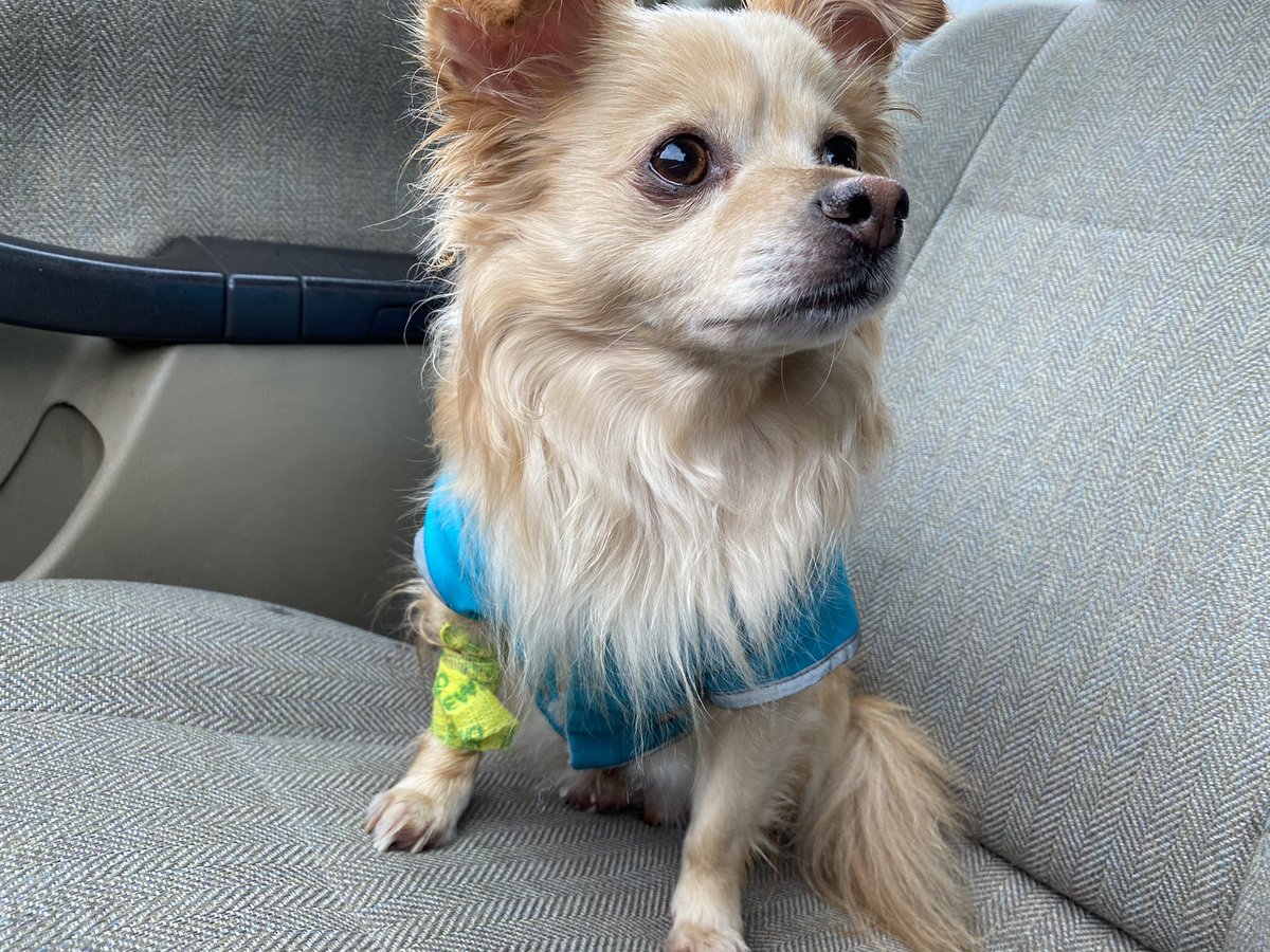DaCampCounselor's tweet photo. Getting this good boy neutered today, yet, I have so much anxiety about it that it feels like I’m losing a pair?? https://t.co/GBHkgcB9EL