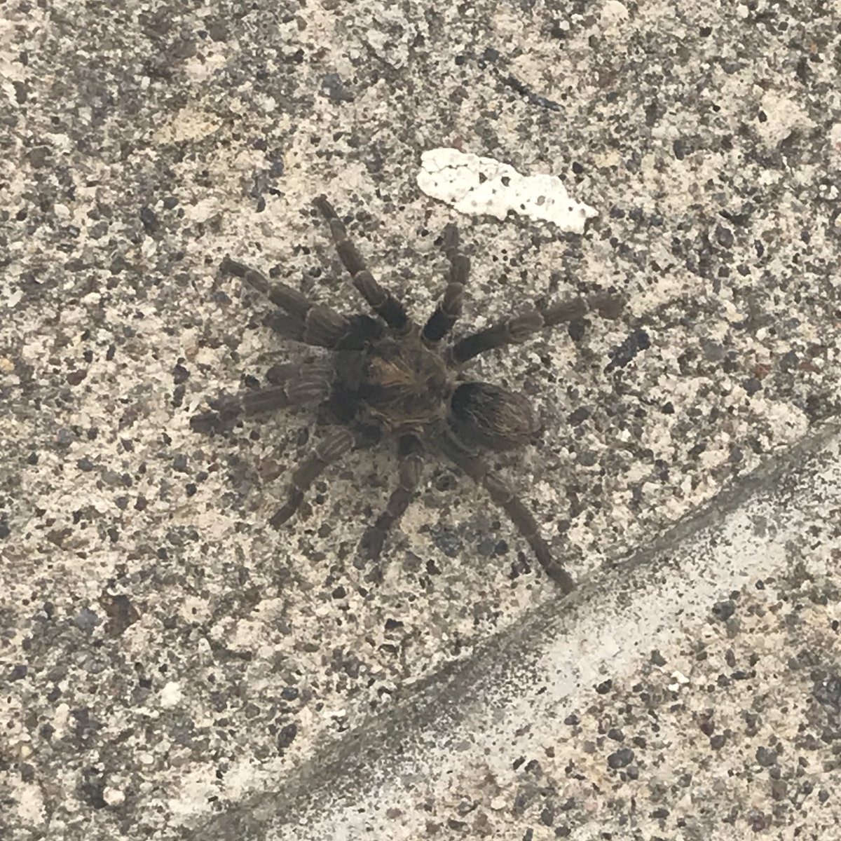 GaboidE's tweet photo. Hola, @Arachno_Cosas Encontré a esta amiga en el jardín del fraccionamiento, esto en Naucalpan, Edo Mex. ¿Me ayudarías a identificarla? (Sólo le pedí que posara para la foto y seguimos nuestro rumbo) https://t.co/FSNBwXSrXg