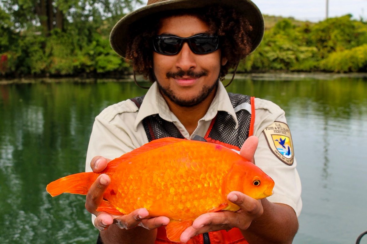 USFWS's tweet photo. Regret buying that goldfish? Give it to a friend, not to nature! Goldfish can get huge when released into the wild, taking resources away from native species. Help protect our native species by keeping pets out of the wild. Photo courtesy of Buffalo Niagara Waterkeeper. https://t.co/4xuPBuN0Tz
