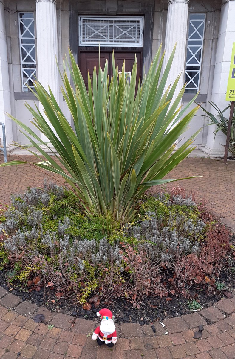 Where is Santa today? 🎅 I hope he has remembered his glasses 👓